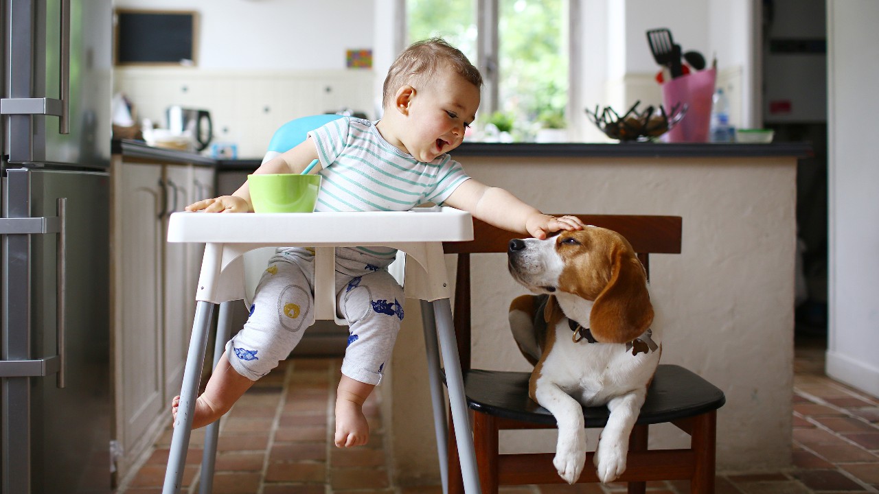 baby in high chair patting dog's head